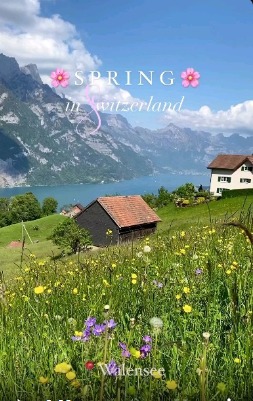 vibes around Switzerland! 🌸