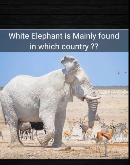 White Elephant ?? #generalknowledge #shorts