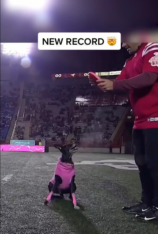 World record for longest catch at a sporting event and it’s by a dog! (via @Frisbee Rob)