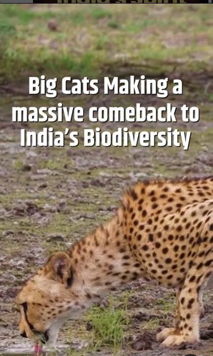 Bringing back big cats from near-extinction!