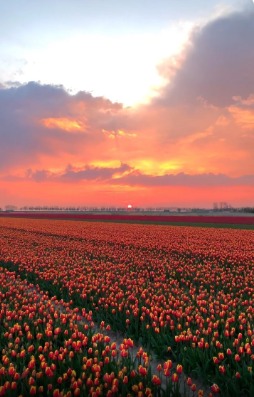 When tulips match the sunset🤩 //