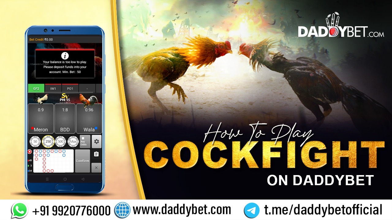 Learn How To Play Cock Fight Game On Daddybet 😎👌