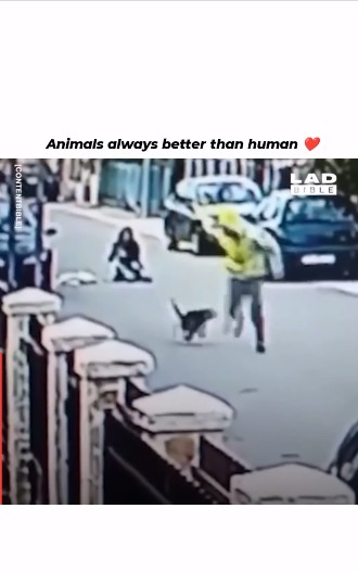 Animals are better than human ❤️