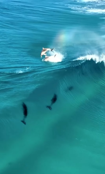 @jaimenhudson captured these beautiful Dolphins carving the waves in Esperance, Western Australia!