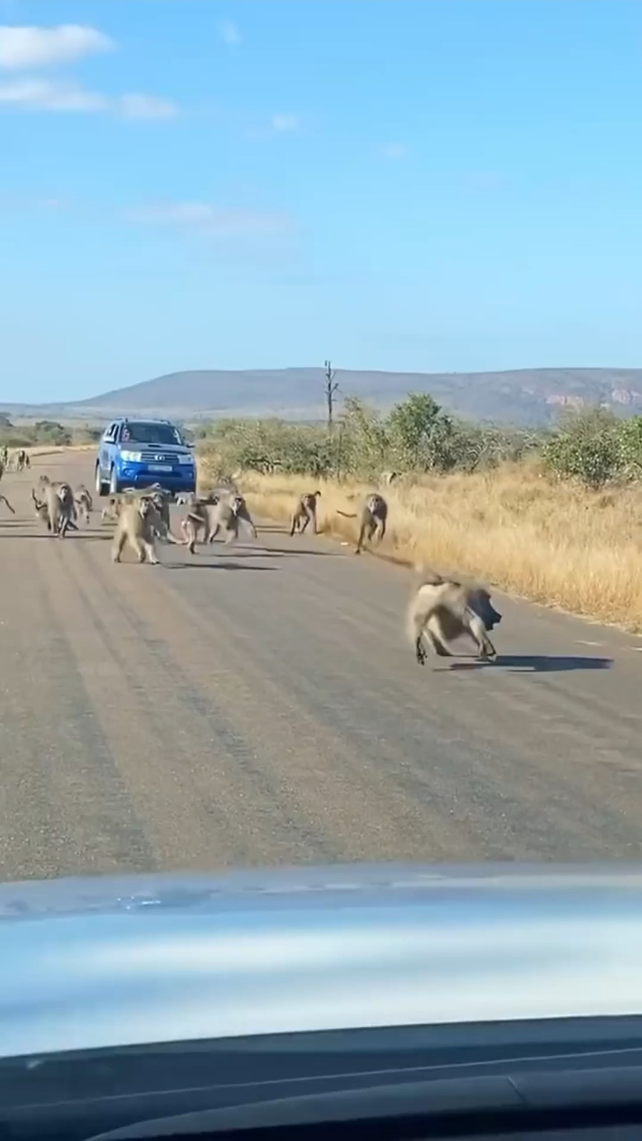 A leopard 🐆 vs an ARMY of baboons. The question 🙋‍♂️ that