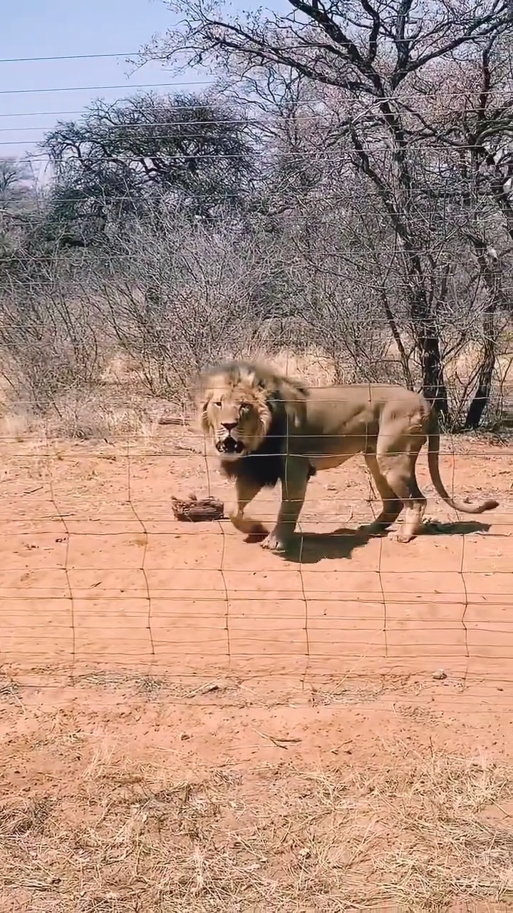 Girl feeding to a big lion 😱