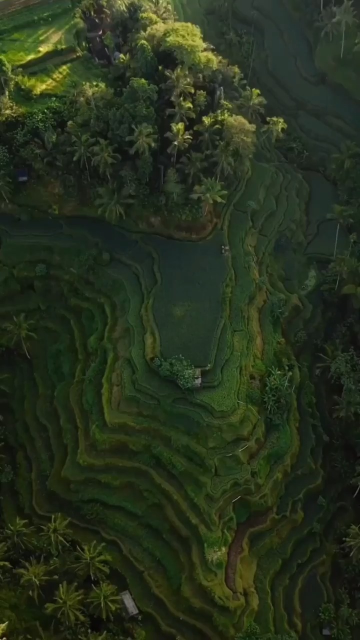 The most favorite rice fields in Ubud, Bali 🇮🇩  📍 Tegallalang Rice Terrace