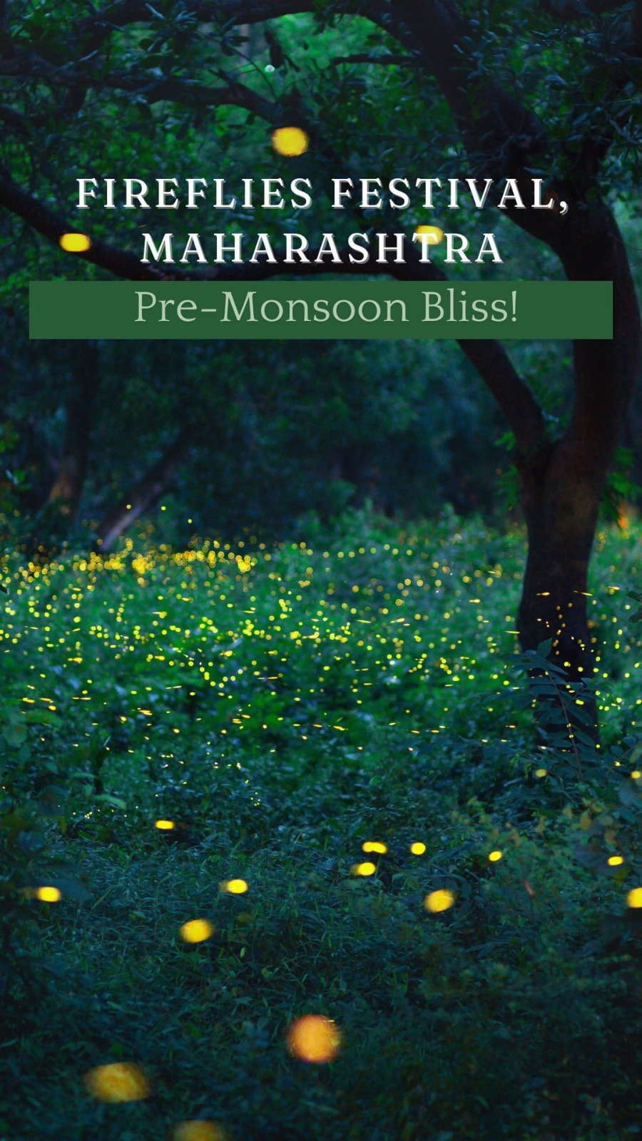 ✨ Fireflies Festival, Maharashtra ⤵️