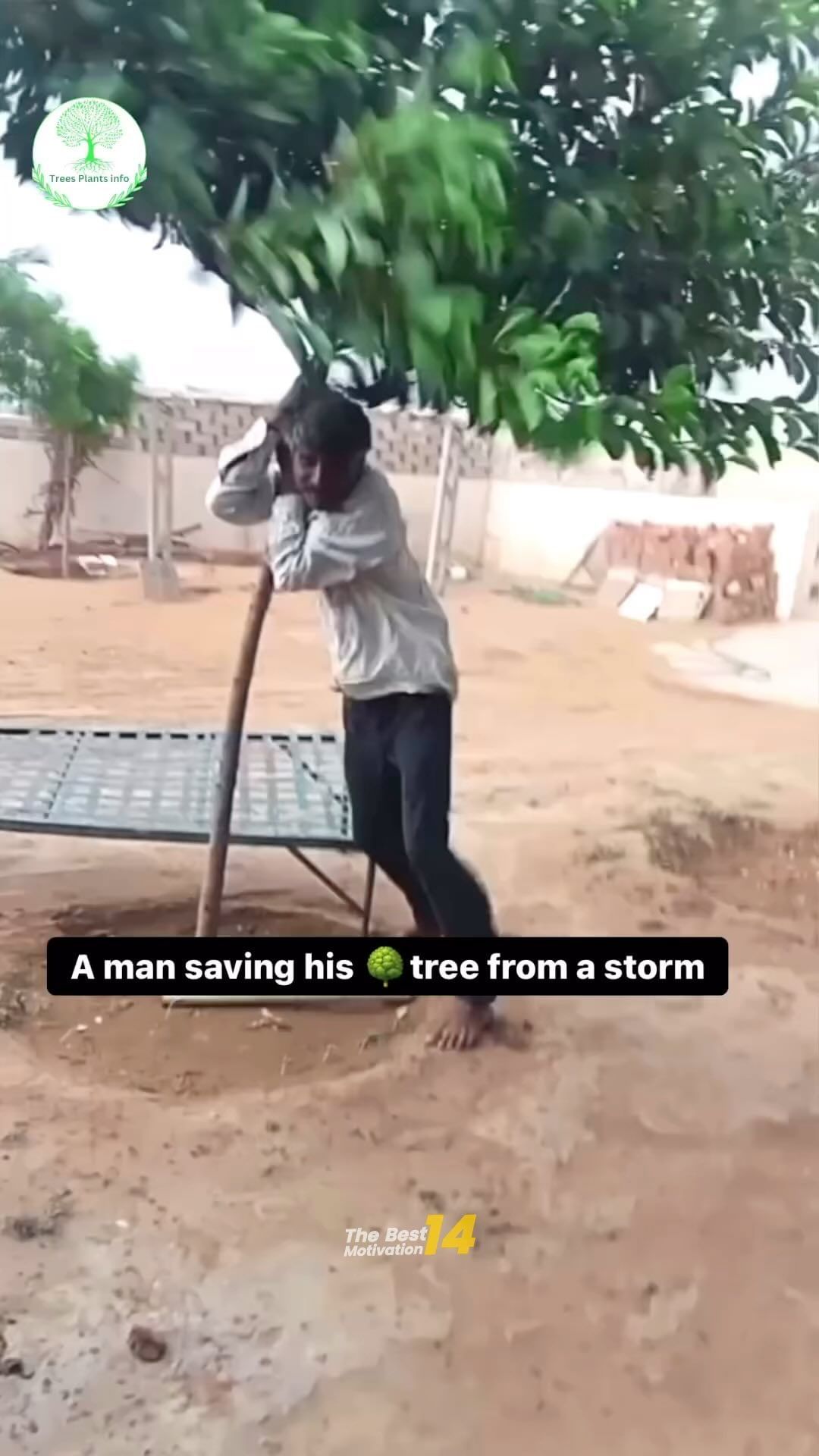 A man saving his tree from a storm 🌴