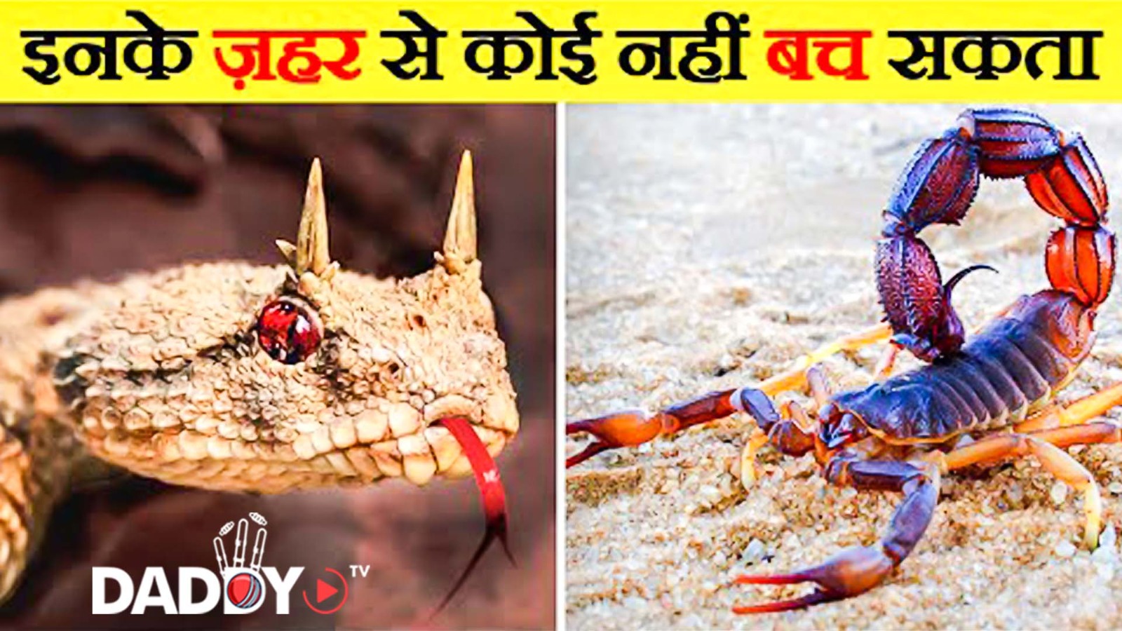 दुनिया के सबसे जहरीले जानवर | Most Poisonous Animals in the World