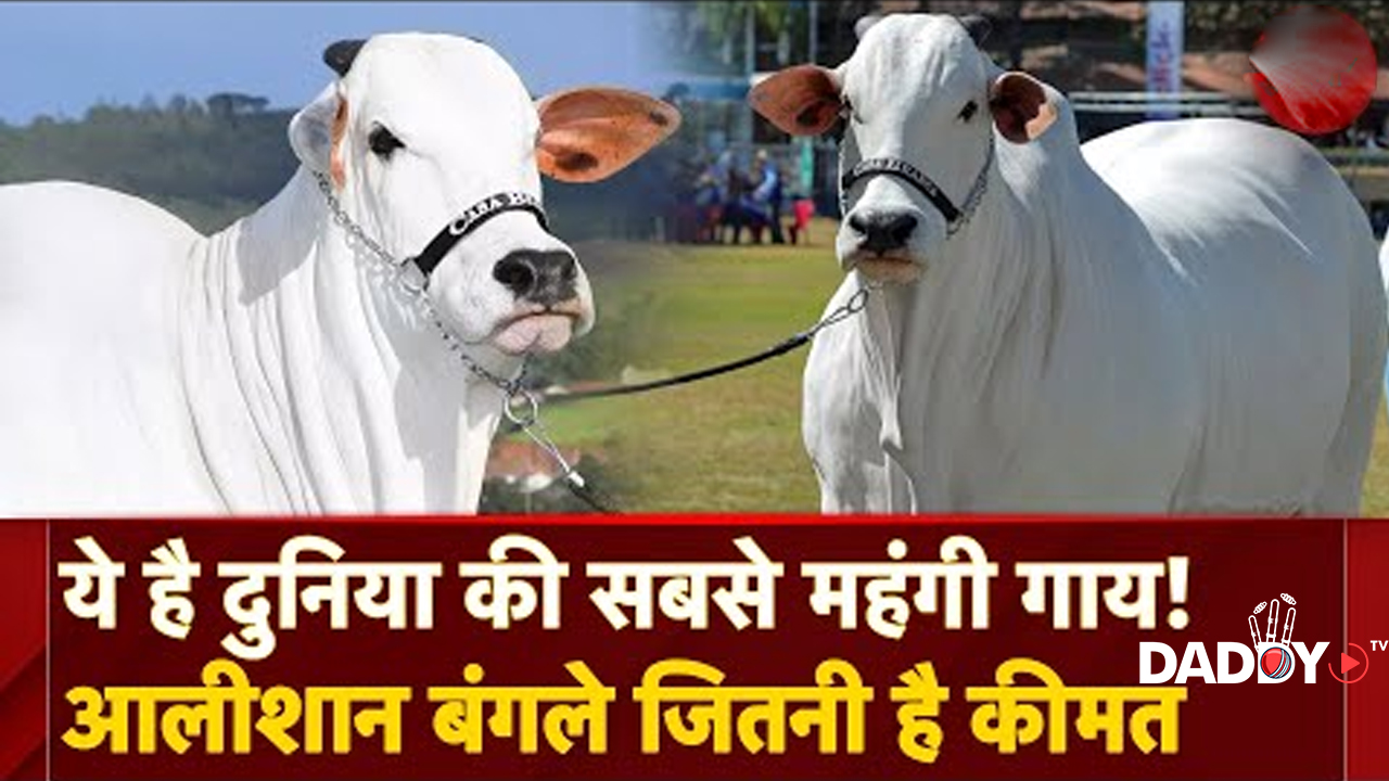 दुनिया की सबसे महंगी गाय! Viatina-19 क्यों बिकी ₹40 करोड़ में? | Most Expensive Cow | Ongole | Nelore