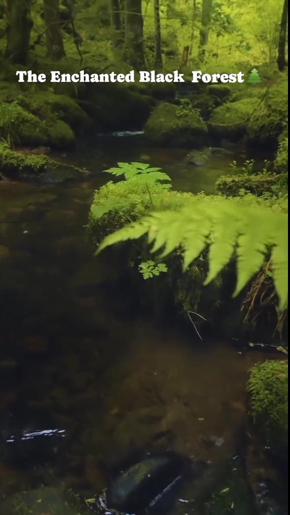 The enchanted Black Forest