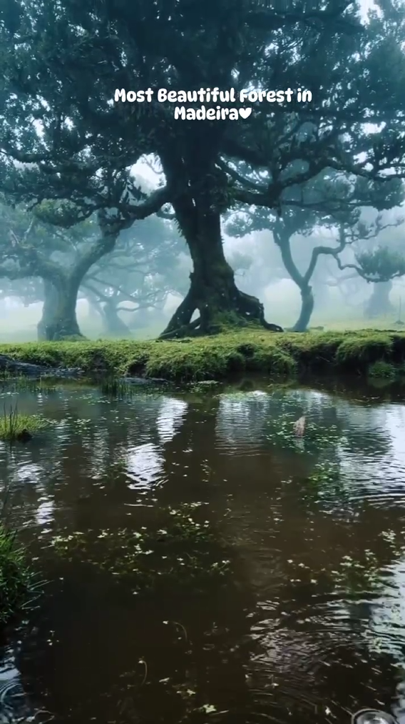 Location Fanal Madeira